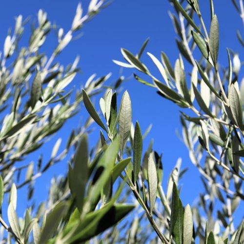 Olea europaea 'Kalamata Jumbo'