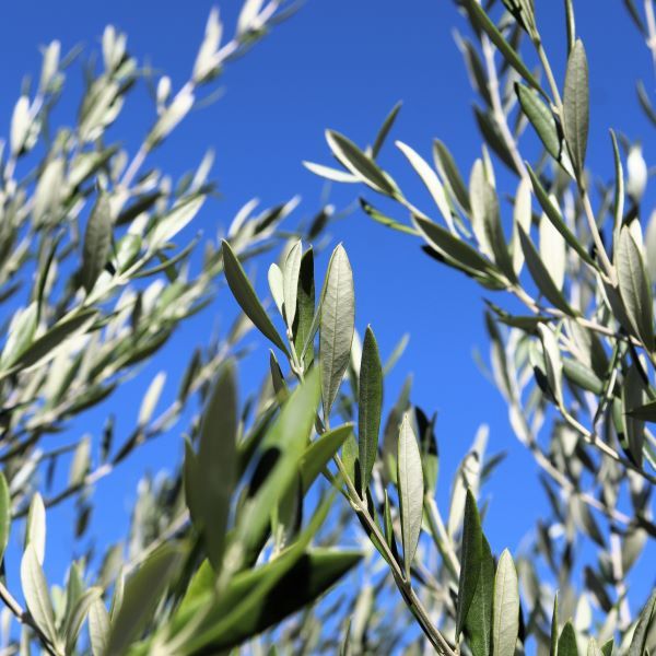 Olea europaea 'Kalamata Jumbo'