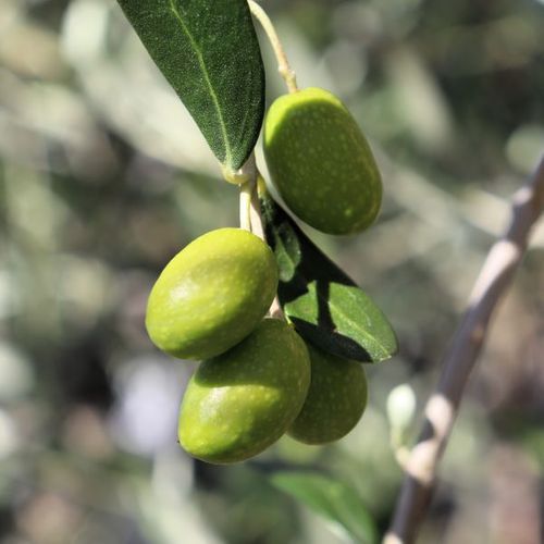 Olea europaea 'Kalamata Jumbo'