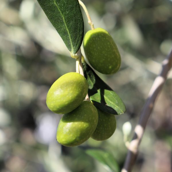 Olea europaea 'Kalamata Jumbo'