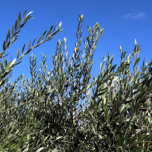 Olea europaea 'Kalamata Jumbo'