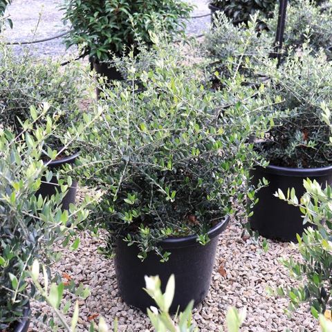 Olea europaea 'Olivia' pbr Ball