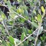 Olea europaea 'Olivia' pbr Ball