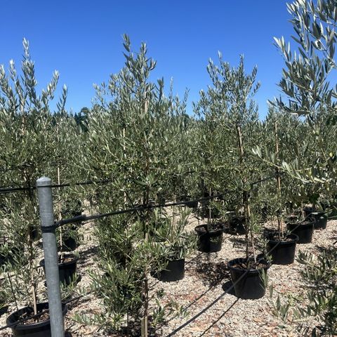 Olea europaea 'Picholine' - Warners Nurseries