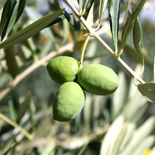 Olea europaea 'Picholine'