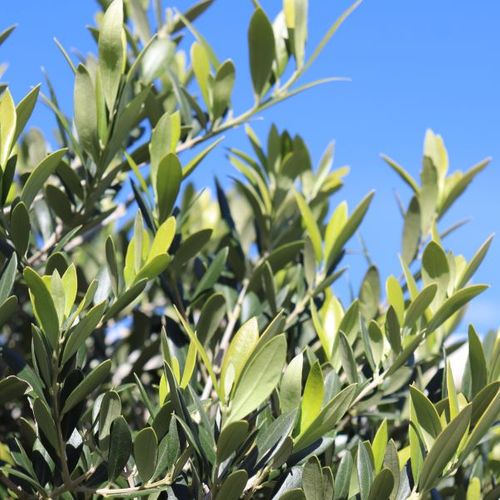 Olea europaea 'Picholine'