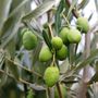 Olea europaea 'Picholine'