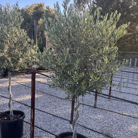 Olea europaea 'Picholine' Corkscrew