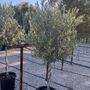 Olea europaea 'Picholine' Corkscrew