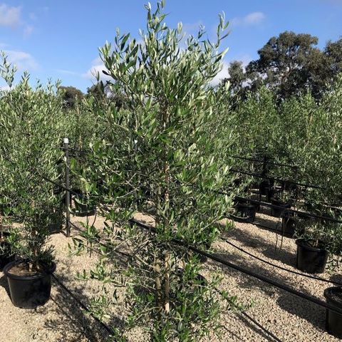 Olea europaea 'Tolleys Upright'