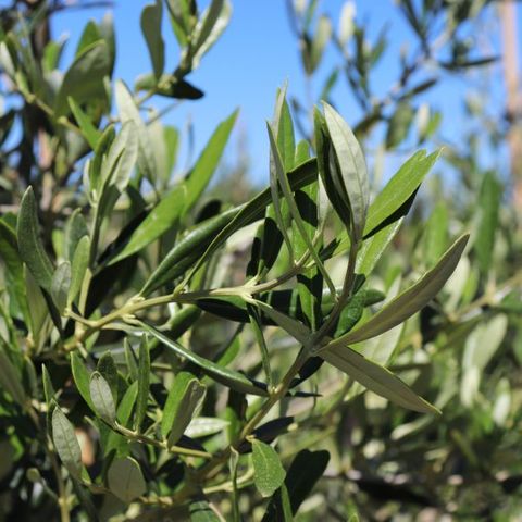 Olea europaea 'Tolleys Upright'