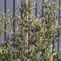 Olea europaea 'Tolleys Upright'