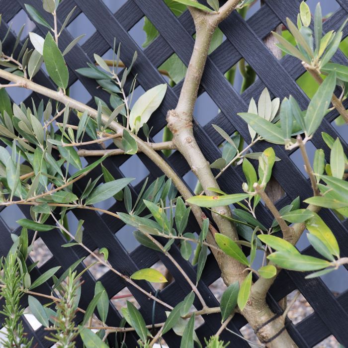 Olea europaea Trellis