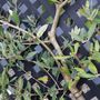 Olea europaea Trellis