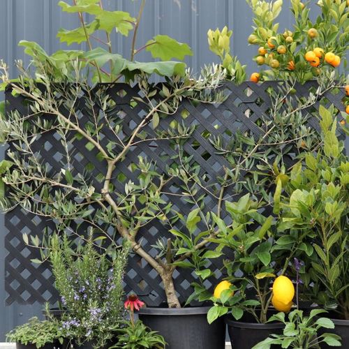 Olea europaea Trellis