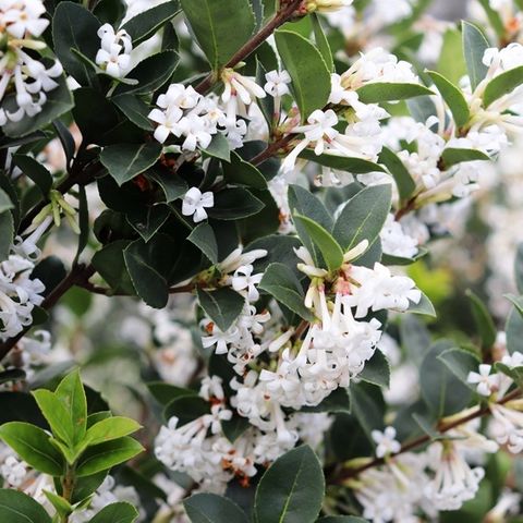 Elaeagnus x ebbingei - Warners Nurseries