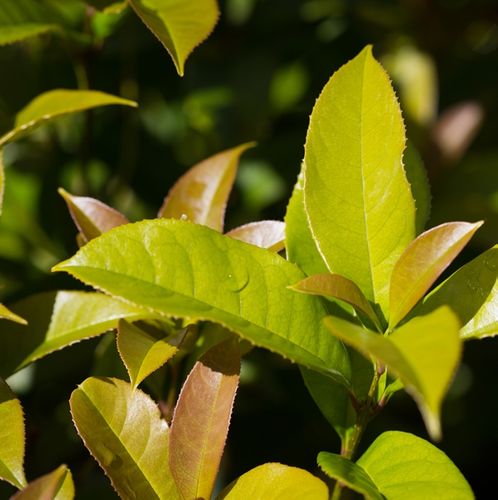 Osmanthus fragrans