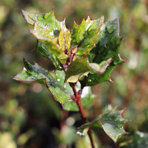 Osmanthus heterophyllus purpureus