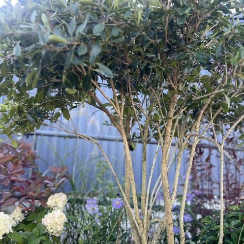 Osmanthus heterophyllus purpureus Multistem