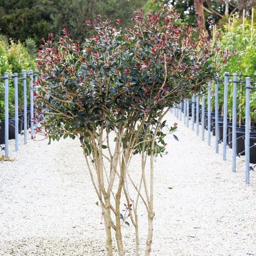 Osmanthus heterophyllus purpureus Multistem