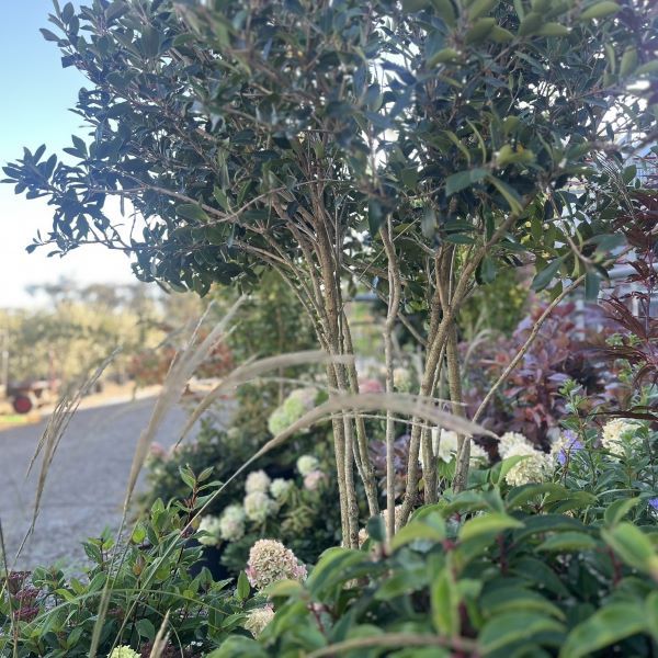 Osmanthus heterophyllus purpureus Multistem