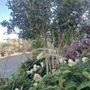 Osmanthus heterophyllus purpureus Multistem