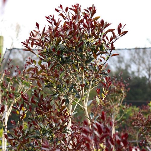 Osmanthus heterophyllus purpureus Cloud