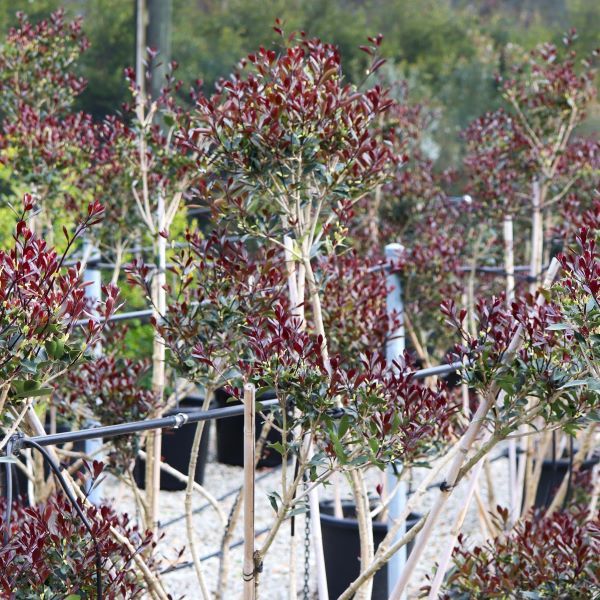 Osmanthus heterophyllus purpureus Cloud