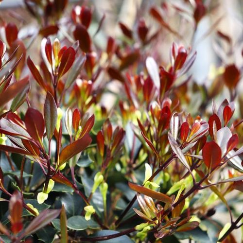 Osmanthus heterophyllus purpureus Cloud