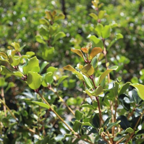 Osmanthus heterophyllus rotundifolius