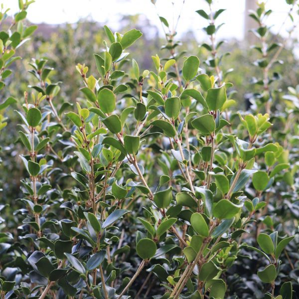 Osmanthus heterophyllus rotundifolius