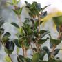 Osmanthus heterophyllus rotundifolius