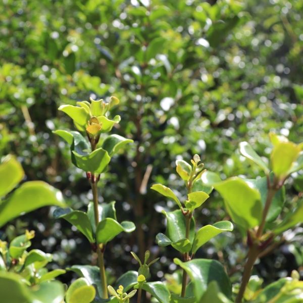 Osmanthus heterophyllus rotundifolius