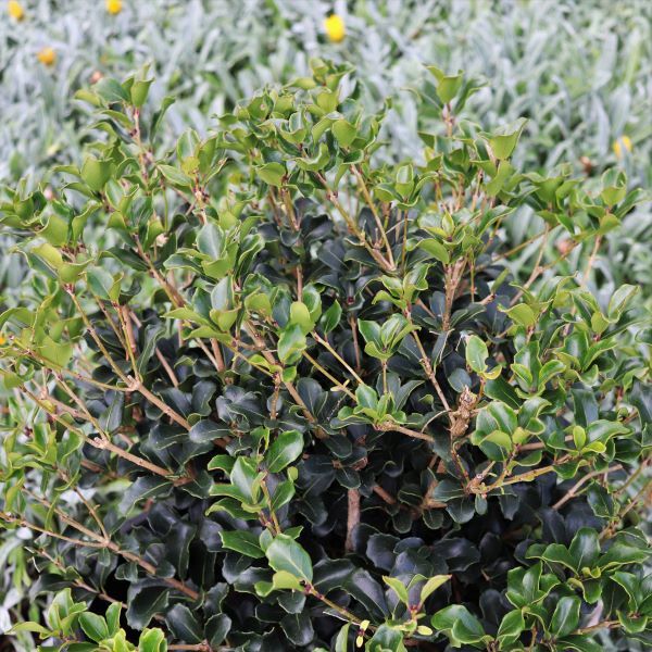 Osmanthus heterophyllus rotundifolius Ball - Warners Nurseries