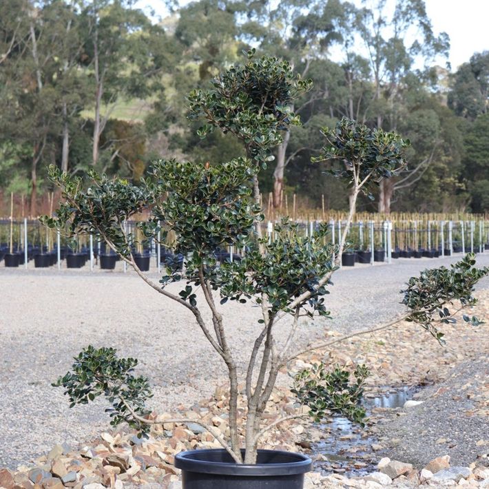 Osmanthus heterophyllus rotundifolius Cloud