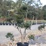 Osmanthus heterophyllus rotundifolius Cloud