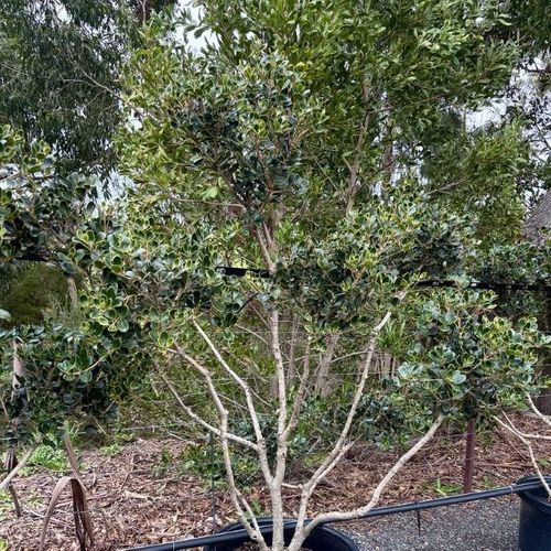 Osmanthus heterophyllus rotundifolius Cloud