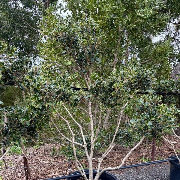 Osmanthus heterophyllus rotundifolius Cloud