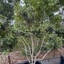 Osmanthus heterophyllus rotundifolius Cloud