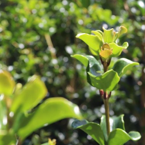 Osmanthus heterophyllus rotundifolius Cloud