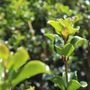 Osmanthus heterophyllus rotundifolius Cloud