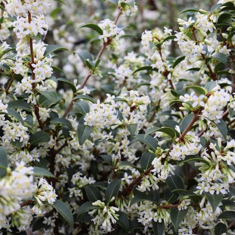 Osmanthus x burkwoodii