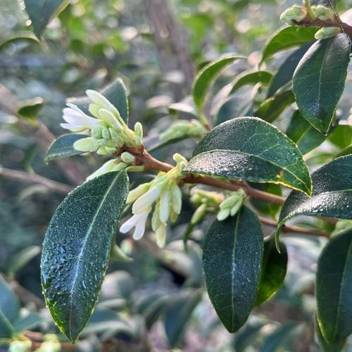 Osmanthus x burkwoodii