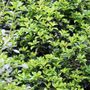 Osmanthus x fortunei