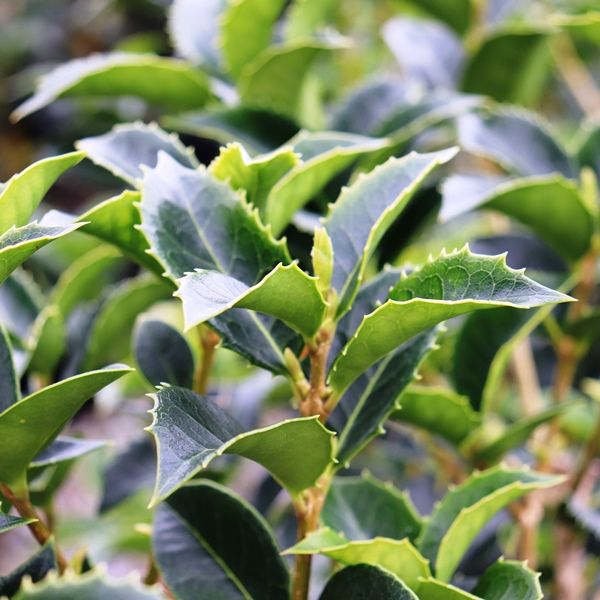 Osmanthus x fortunei