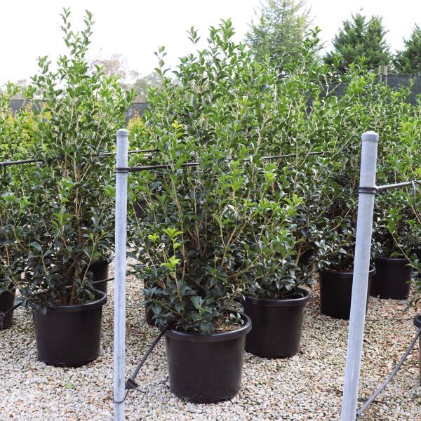 Osmanthus x fortunei