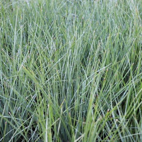 Lomandra conferta rubiginosa 'Frosty Top'