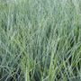 Lomandra conferta rubiginosa 'Frosty Top'