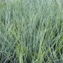 Lomandra conferta rubiginosa 'Frosty Top'