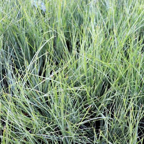 Lomandra conferta rubiginosa 'Frosty Top'